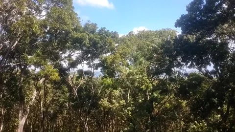 Lush Green Canopy Under the Blue Sky 스톡 동영상 335825644