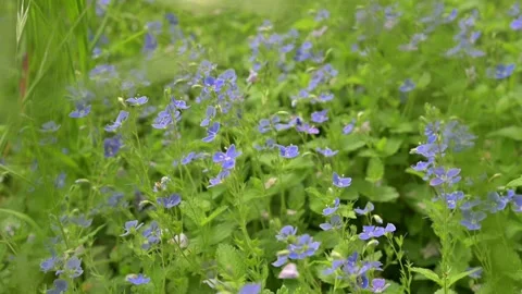 Lush green carpet of wild veronica flowers in full bloom creating a peaceful nat Stock Footage 335309615