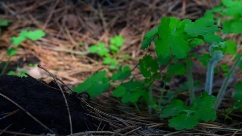 Lush green celandine in spring pine forest. Stock Footage