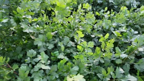 Lush Green Celery Plants Growing in Organic Field at Murcia Spain Vídeos de archivo 334685712