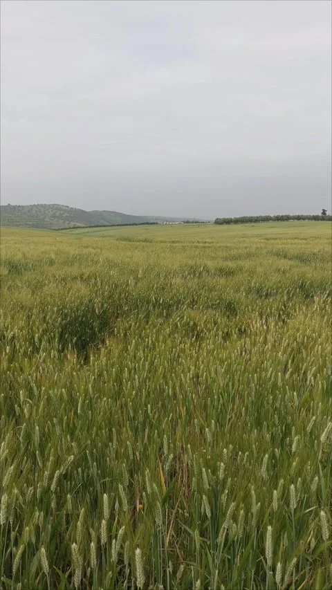 "Lush Green Cereal Ears" Stock Footage 333310987