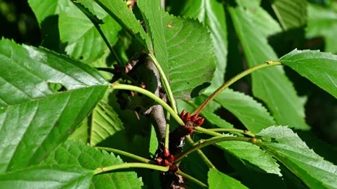 Lush Green Cherry Tree Leaves Closeup. Stock Footage 306335319
