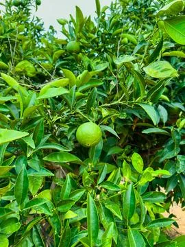 Lush green citrus tree with developing oranges in a sunny garden in late summ Stock Photos