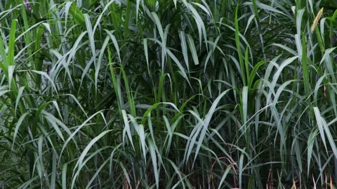 Lush green cogon grass blades creating natural wild texture wall Stock Footage 344744934
