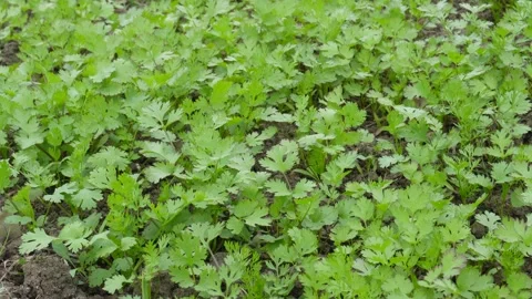 Lush green coriander 스톡 동영상 332564500