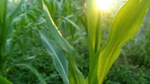 Lush green corn field illuminated by bright golden sunlight during calm morni Stock Footage 340457628