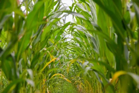 Lush Green Corn Field with Rows of Growing Maize Plants Stock Photos