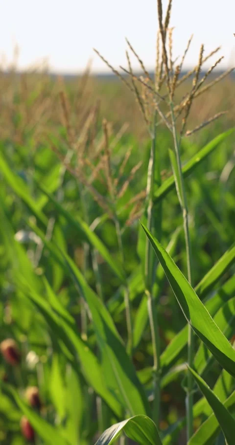 Lush green corn field swaying in the wind Stock Footage 333556484
