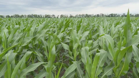 Lush green corn field swaying in the wind Stock Footage 339039705