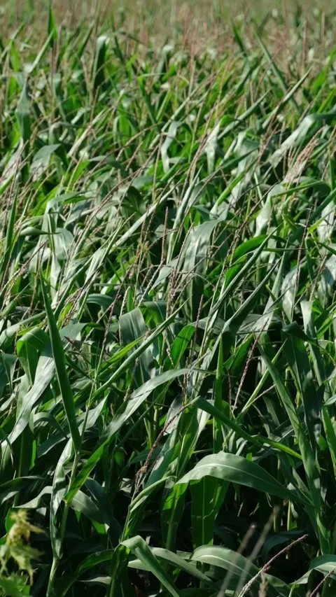 Lush green corn field swaying gently in the wind Stock Footage 343301707