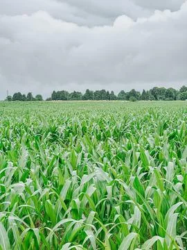Lush Green Corn Field Under Dark Storm Clouds Before Summer Rain Stock Photos