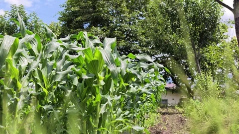 Lush green corn plants sway gently in the breeze Stock Footage 340239393