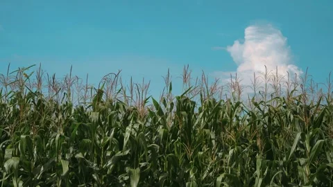 Lush green corn (Zea mays) field with mature tassels swaying gently in the .. Stock Footage 346749135