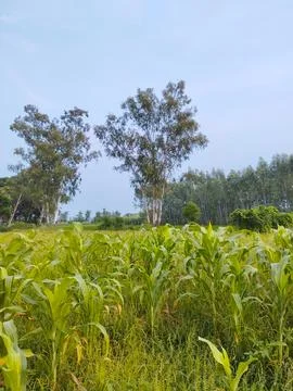 Lush Green Cornfield with Distant Trees Stock Photos