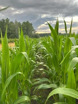 Lush Green Cornfield with Dramatic Storm Clouds at Sunset Stock Photos