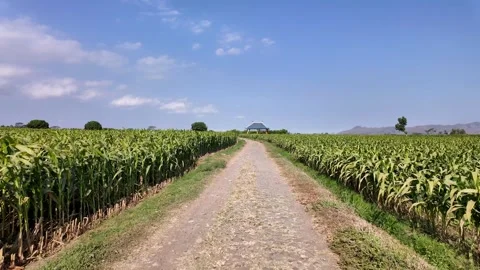 Lush Green Cornfield Path Under Bright Blue Sky in Rural Landscape Stock Footage 345136995