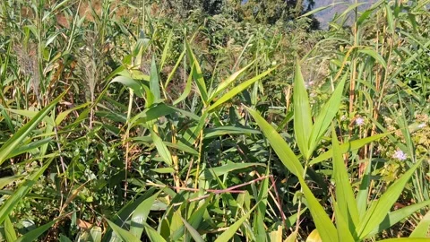 Lush Green Cornfield Under Bright Sunlight 库存影片 331656724