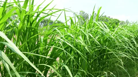 Lush Green Cornfield Under Sky Видео 343909784