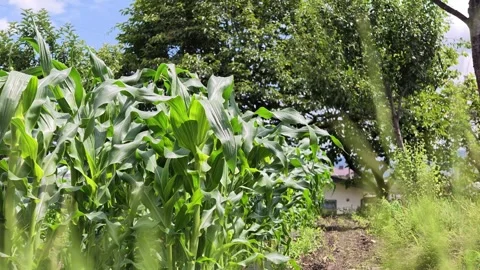 Lush green cornstalks sway gently in the breeze Stock Footage 340437533