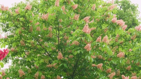 Lush green crown of chestnut tree blooming with pink flowers in spring in Paris. Stock Footage 310180019