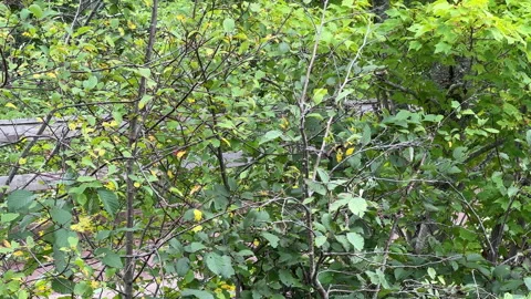 Lush Green Deciduous Foliage with Hint of Yellow in Summer Stock Footage 330798271