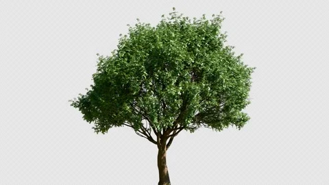 Lush green deciduous tree with swaying branches and leaves blowing in wind on 스톡 동영상 332000583