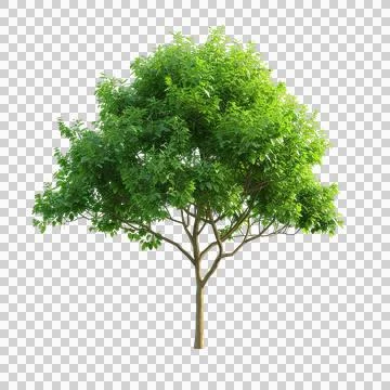 Lush green deciduous tree on transparent background Stock Photos