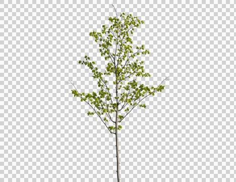 Lush green deciduous tree with vibrant leaves 写真素材