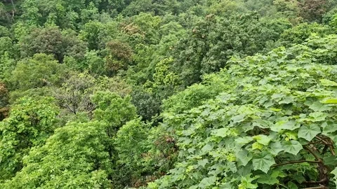Lush Green Dense Forest with Mountain Views in Panna Tiger Reserve, MP Video stock 281485449