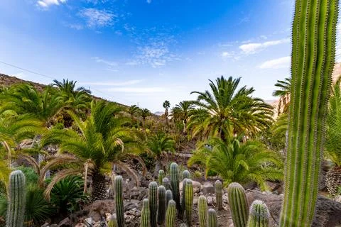 A lush green desert with palm trees and cacti Stock Photos