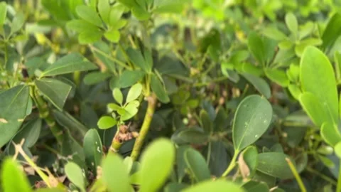Lush green Dwarf Umbrella tree leaves in close-up Stock Footage 312855120