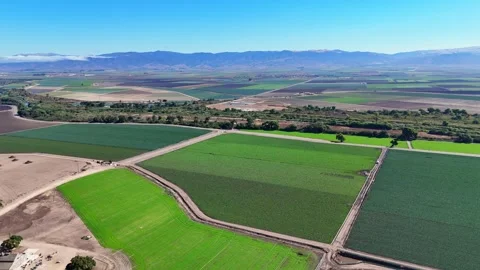 Lush green farm fields in Salinas Valley with rows of crops and dirt pathways Stock Footage 318601618