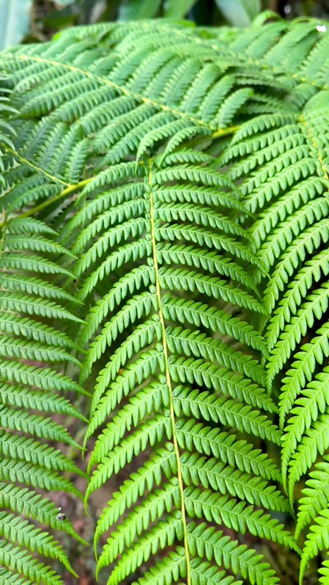 Lush green fern. Stock Footage 337785191