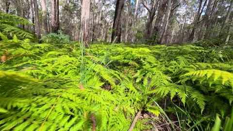 Lush Green Ferns in Eucalyptus Forest Undergrowth Stock Footage 345100395