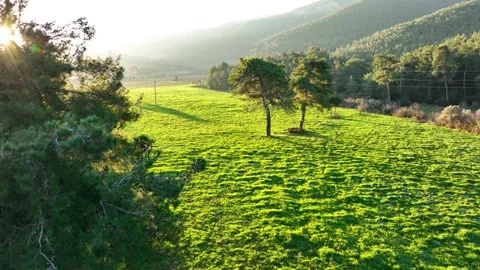 Lush Green Field and Pine Trees in Golden Hour Sunlight Stock Footage 321743653
