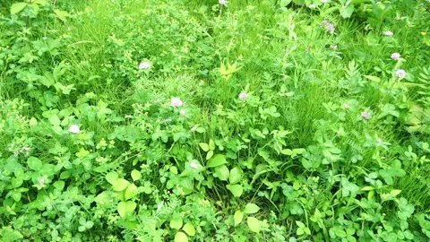 Lush green field with clover grass and small pink wildflowers under natural Stock Footage 338055114