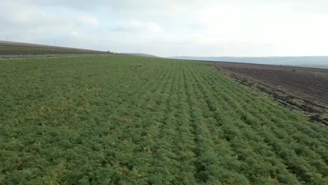 Lush green field of crops gradually transitions across frames, showcasing rows Stock Footage 332724046