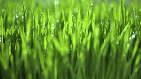 Lush green field with dew drops on the grass Stock Footage 302953889