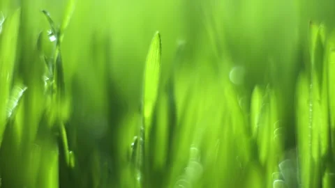 Lush green field with dew drops on the grass Stock Footage 308872336