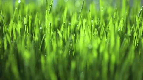 Lush green field with dew drops on the grass Stock Footage 312130281