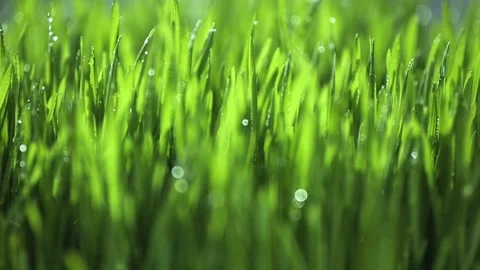 Lush green field with dew drops on the grass Stock Footage 312310521
