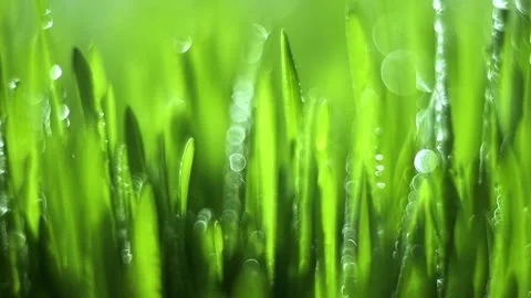 Lush green field with dew drops on the grass Stock Footage 312378370