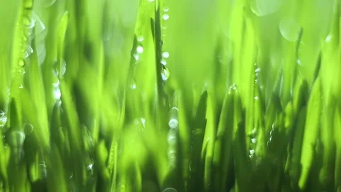 Lush green field with dew drops on the grass Stock Footage 312968989