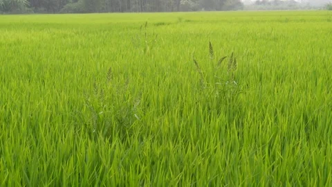 Lush Green Field Stock Footage 333924602