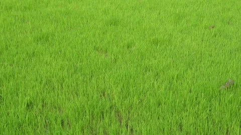 Lush Green Field Stock Footage 340652473