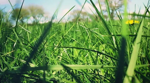 Lush green field grass in Springtime Stock-Footage 64286733