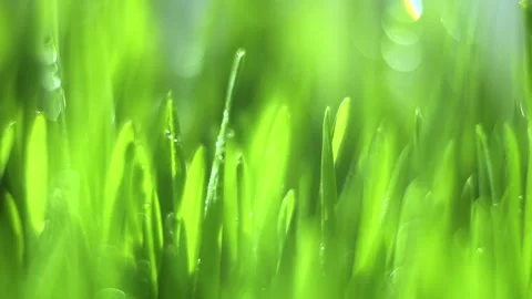 Lush green field with grass that is wet Stock Footage 313462983