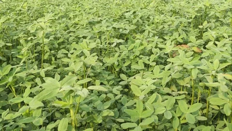 Lush Green Field of Groundnut Peanut Plants in Sunlit Farm Stock Footage 331765457