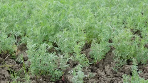 Lush green field of leafy chickpea plants 스톡 동영상 332561868
