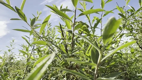 A lush green field with many trees and leaves 库存影片 277560751